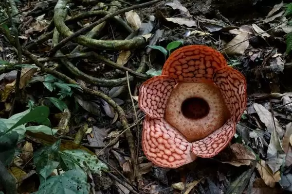 图片[2]-热带雨林有些什么植物？认识热带雨林植物要了解哪些关键信息？-会东网