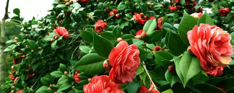 山茶花的花语是什么？认识山茶花花语要知晓哪些寓意内涵？-会东网