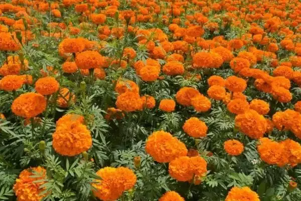 图片[4]-万寿菊的种植方法？种植万寿菊要遵循哪些科学的种植步骤和管理要点？-会东网