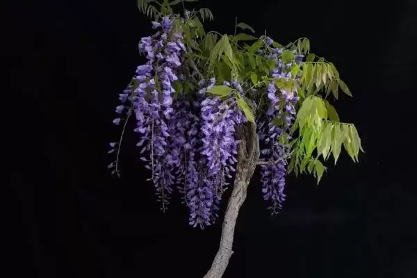 图片[3]-紫藤盆栽花盆大小选择的要点和依据？紫藤盆栽选盆需注意什么？-会东网