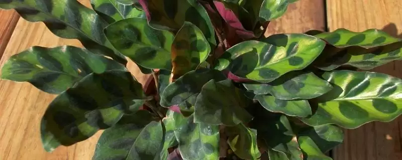 养殖箭羽竹芋的方法及注意事项的方法和重点？养殖箭羽竹芋的方法及注意事项要做好哪些细节？-会东网