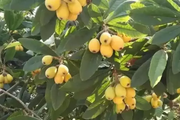 图片[4]-枇杷食用量建议：每天5-10颗的科学依据-会东网