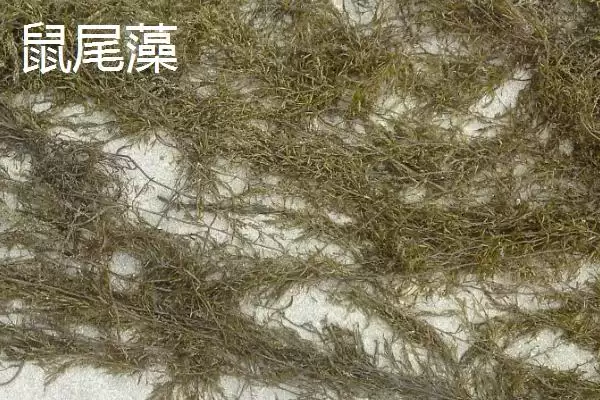 图片[6]-马尾藻的产地在哪里 ,马尾藻盛产于哪些沿海地区-会东网