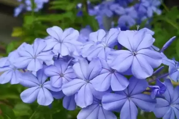 图片[3]-蓝雪花的种植土壤选择 ,蓝雪花为何适合疏松肥沃土壤？-会东网