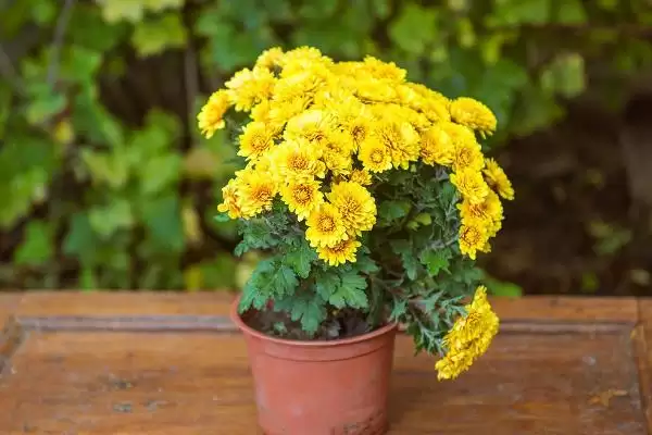 图片[3]-栽培菊花的方法和重点？栽培菊花要做好哪些细节？-会东网