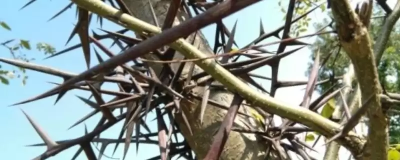 茎刺和叶刺的区别 ,茎刺和叶刺在哪些方面不同呢-会东网