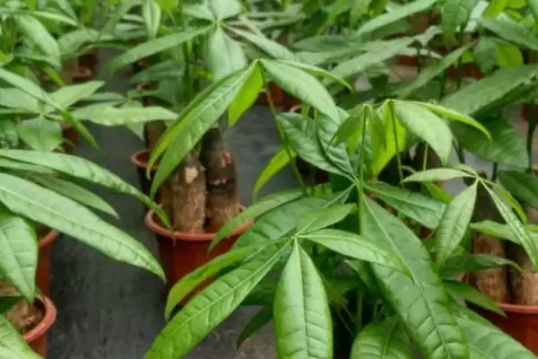 图片[3]-养小型发财树的方法和重点？养小型发财树要做好哪些细节？-会东网