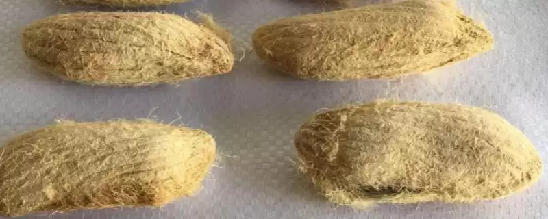 芒果核的种植方式是怎样的 ,芒果核夏季何时可种植-会东网
