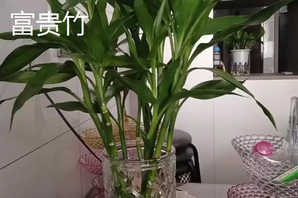 图片[2]-室内耐阴植物之光：富贵竹的观赏与养护技巧-会东网