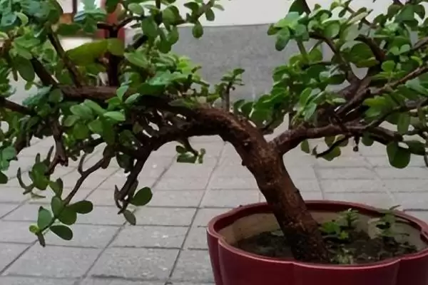 图片[2]-养金枝玉叶的方法和重点？养金枝玉叶要做好哪些细节？(2)-会东网