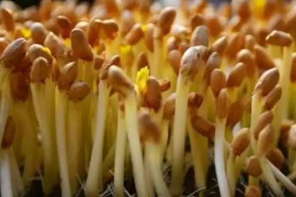 图片[5]-种植花生芽苗菜的方法和重点？种植花生芽苗菜要做好哪些细节？-会东网