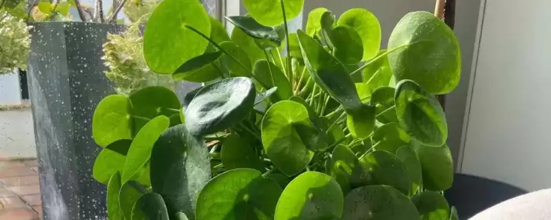 什么是镜面草？认识镜面草要了解哪些关键的植物形态和生长特性？-会东网