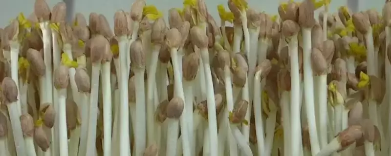 种植花生芽苗菜的方法和重点？种植花生芽苗菜要做好哪些细节？-会东网