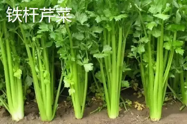 图片[4]-芹菜品种大揭秘：不同品种亩产量差异及特点-会东网