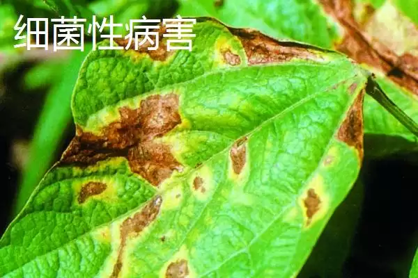 图片[5]-蔬菜如何补钙？给蔬菜补钙要掌握哪些合适的补钙方式和肥料选择？-会东网