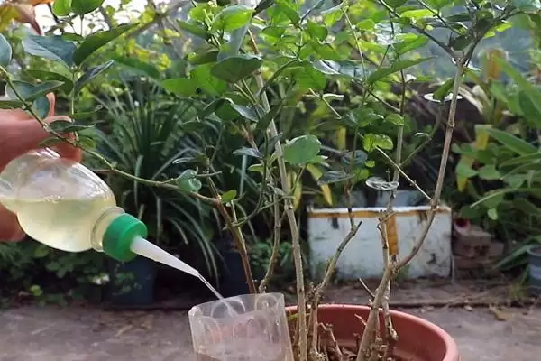 图片[4]-茉莉的种植方法是怎样的呢 ,茉莉是一种可攀援灌木的植物及种植方法-会东网