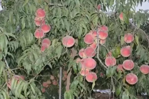 图片[4]-了解映霜红桃成熟上市月份的方法和重点？了解映霜红桃成熟上市月份要做好哪些细节？-会东网