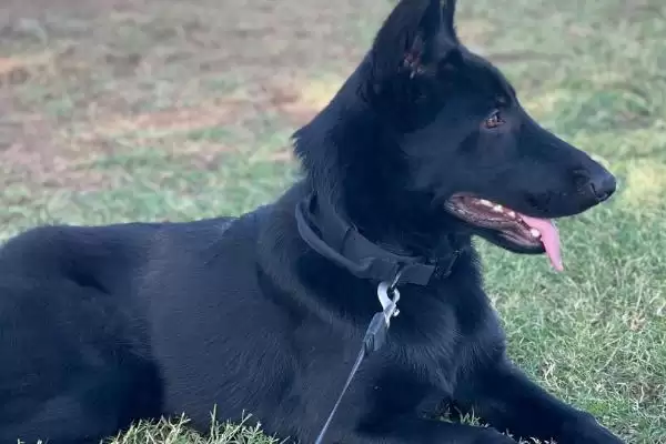 图片[3]-辨别纯种德国牧羊犬的方法和重点？辨别纯种德国牧羊犬要做好哪些细节？-会东网