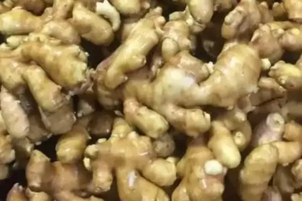 图片[4]-生姜的品种有哪些？认识生姜品种要了解哪些关键的品种特性？-会东网