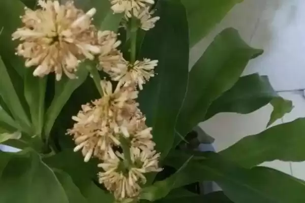 图片[4]-香龙血树寓意的内涵和要点？理解香龙血树寓意需关注哪些关键信息？-会东网