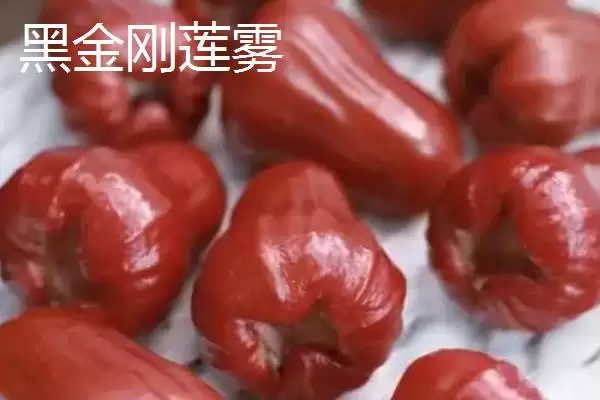 图片[4]-莲雾的成熟时间 ,莲雾在哪个时间段供应量最大？-会东网