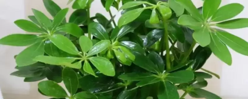 养七叶莲盆景的方法和重点？养七叶莲盆景要做好哪些细节？-会东网