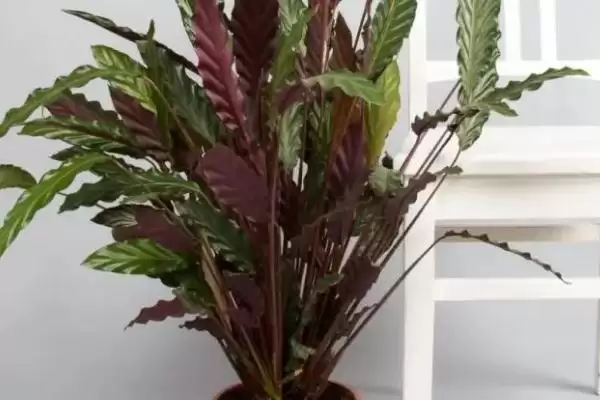 图片[8]-养殖箭羽竹芋的方法及注意事项的方法和重点？养殖箭羽竹芋的方法及注意事项要做好哪些细节？-会东网