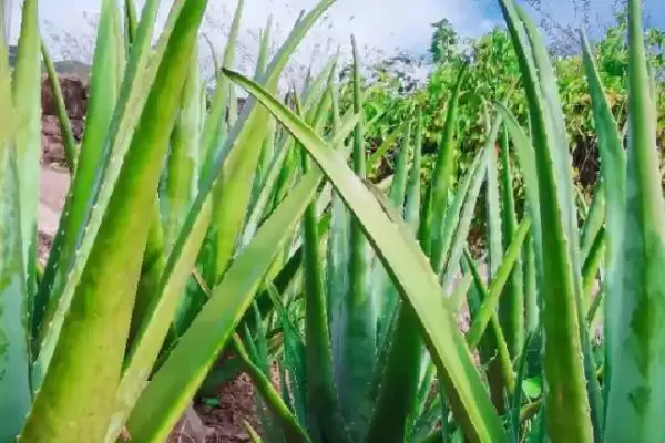 图片[3]-芦荟烂根的原因是什么 ,哪些因素会导致芦荟烂根-会东网