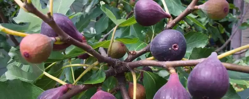 无花果产地的分布和要点？了解无花果产地需关注哪些关键信息？-会东网
