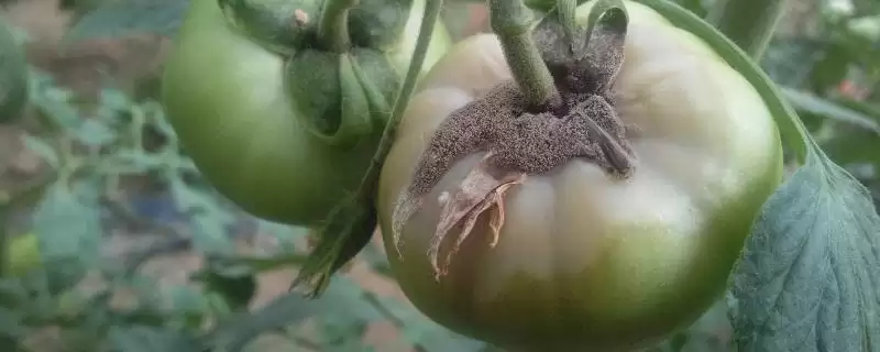 如何防治西红柿灰霉病？种植西红柿防治灰霉病要采取哪些措施？-会东网