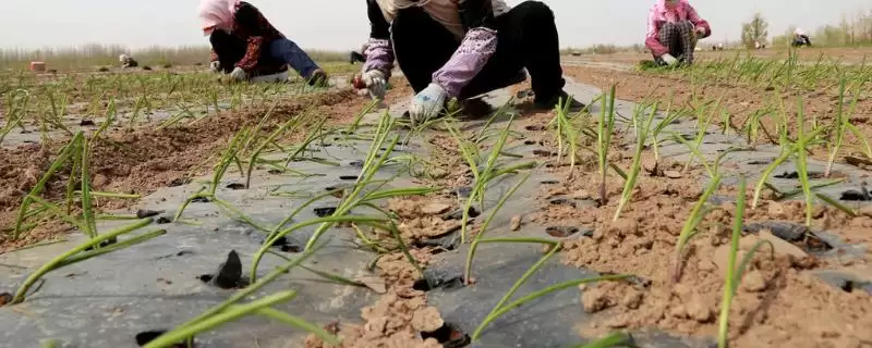 掌握圆葱施肥技术的方法和重点？掌握圆葱施肥技术要做好哪些细节？-会东网