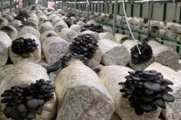 图片[2]-平菇种植方法全解：早晚喷水的重要步骤-会东网