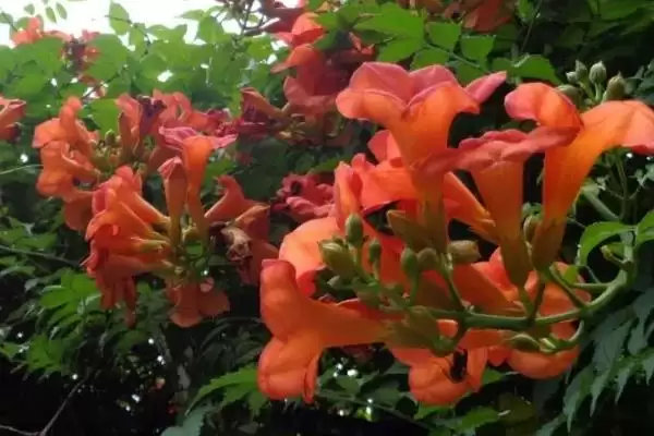 图片[6]-凌霄花在院子里的种植可行性 ,凌霄花无毒为何可种院子里？-会东网
