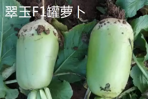 图片[6]-水果萝卜品种？认识水果萝卜品种要了解哪些关键的品种特性和分类？-会东网