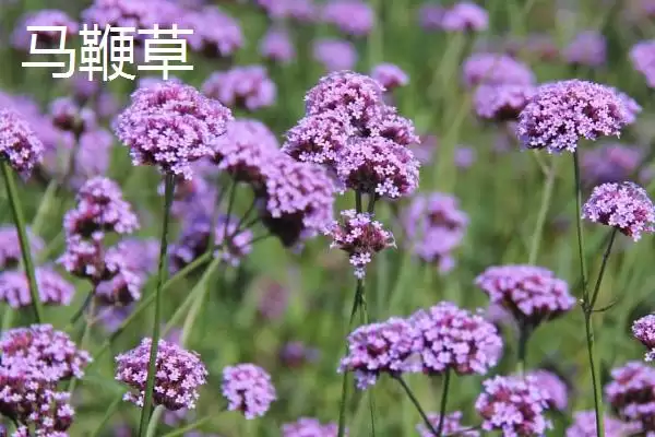 图片[6]-马鞭草什么时候开花 ,马鞭草一般在什么季节开花-会东网