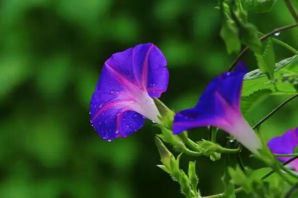 图片[4]-牵牛花特点揭秘：花朵颜色丰富的独特魅力-会东网