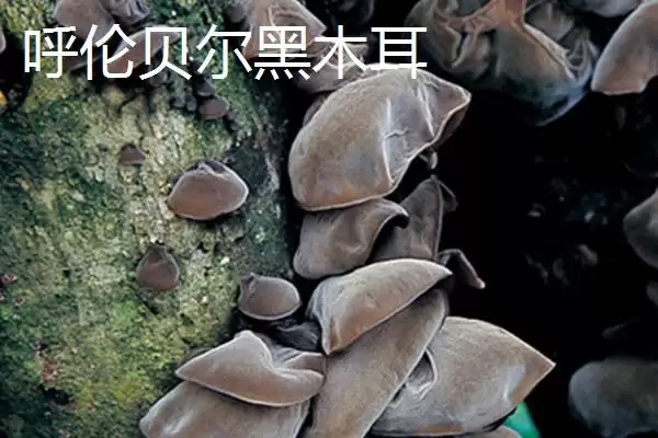 图片[2]-认识扎兰屯市特产的方法和重点？认识扎兰屯市特产要做好哪些细节？-会东网