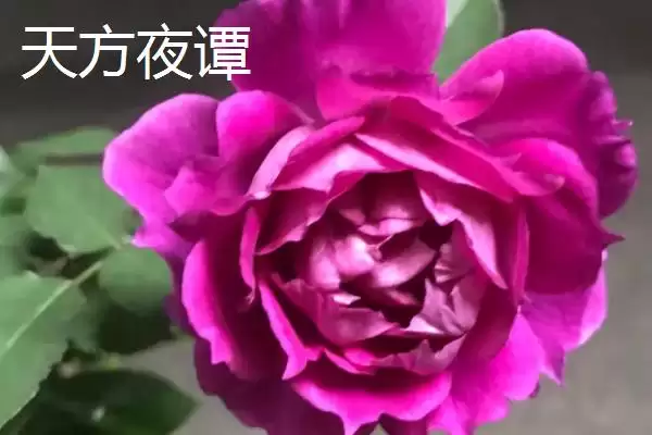 图片[7]-湖南月季种植推荐：碧翠丝、真宙、月月红的美丽绽放-会东网