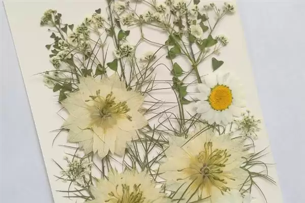 图片[3]-制作植物标本的方法和重点？制作植物标本要做好哪些细节？-会东网