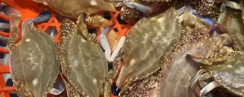 梭子蟹怎么挑？挑选梭子蟹要掌握哪些关键的挑选技巧和品质判断要点？-会东网