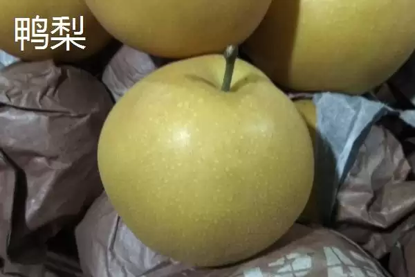 图片[8]-探寻鸭梨产地的方法和重点？探寻鸭梨产地要做好哪些细节？(2)-会东网