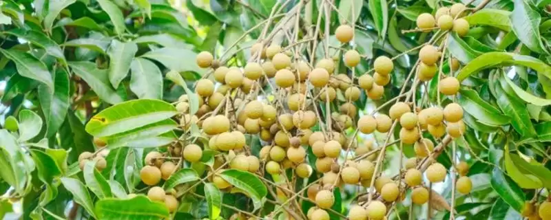 龙眼的种植技术要点 ,龙眼种植控冬梢为何不宜过度?-会东网