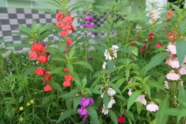 图片[4]-如何用凤仙花染指甲？用凤仙花染指甲要掌握哪些操作方法和技巧？-会东网