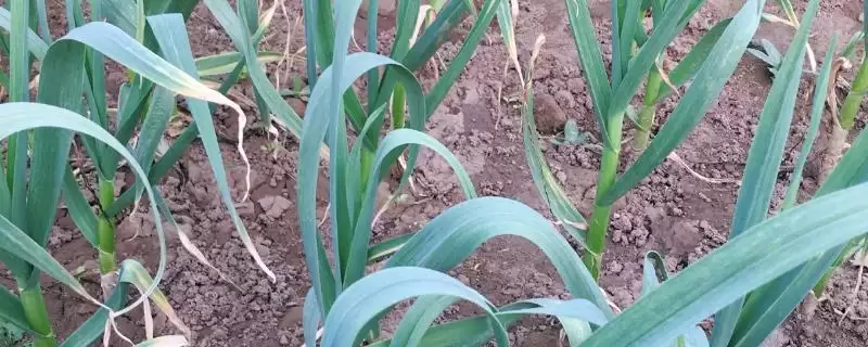 十一月份适合什么菜？了解十一月份适宜种植的蔬菜要关注什么？-会东网