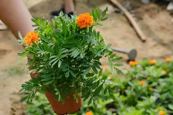 图片[11]-万寿菊的种植方法？种植万寿菊要遵循哪些科学的种植步骤和管理要点？-会东网