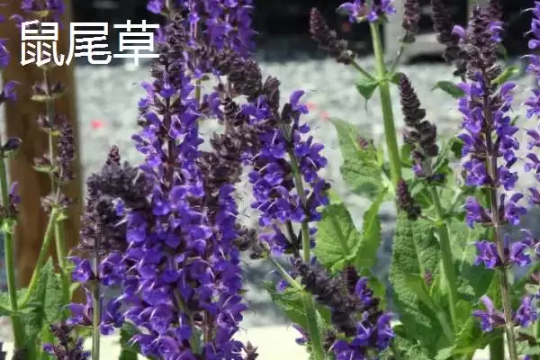 图片[5]-区分薰衣草和鼠尾草的方法和重点？区分薰衣草和鼠尾草要做好哪些细节？-会东网