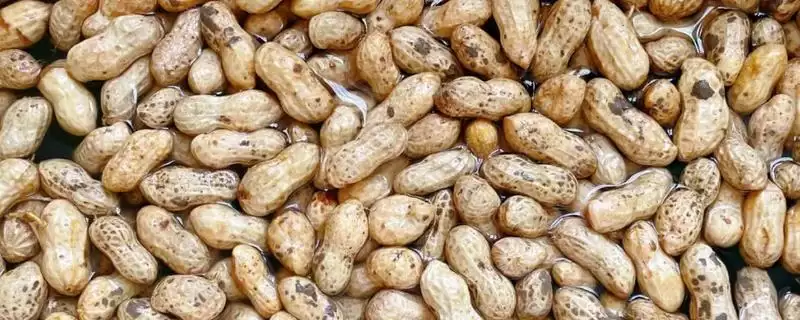 种植花生防治青虫害的方法和要点？种植花生防虫需注意什么？-会东网