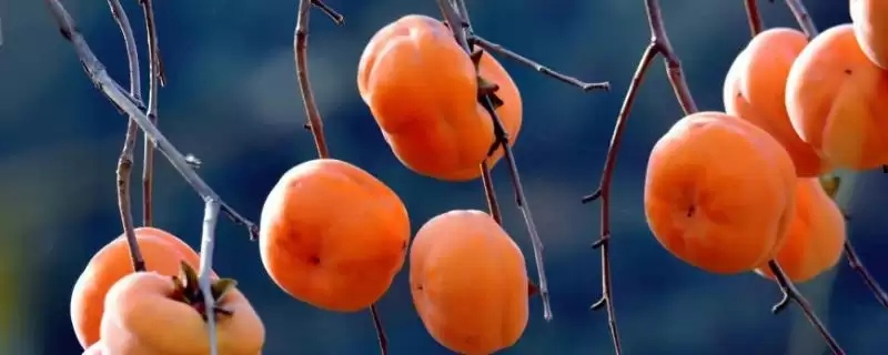 柿子种植效益？分析柿子种植效益要考虑哪些成本、产量及市场因素？-会东网