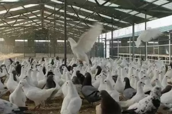 图片[2]-温室大棚养殖鸽子的优点？了解温室大棚养鸽优点要知晓哪些养殖环境、管理和效益要点？-会东网
