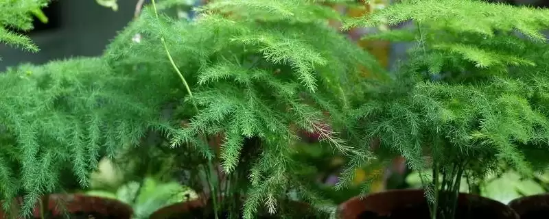文竹有毒吗？判断文竹是否有毒要了解哪些植物毒性和健康影响要点？-会东网